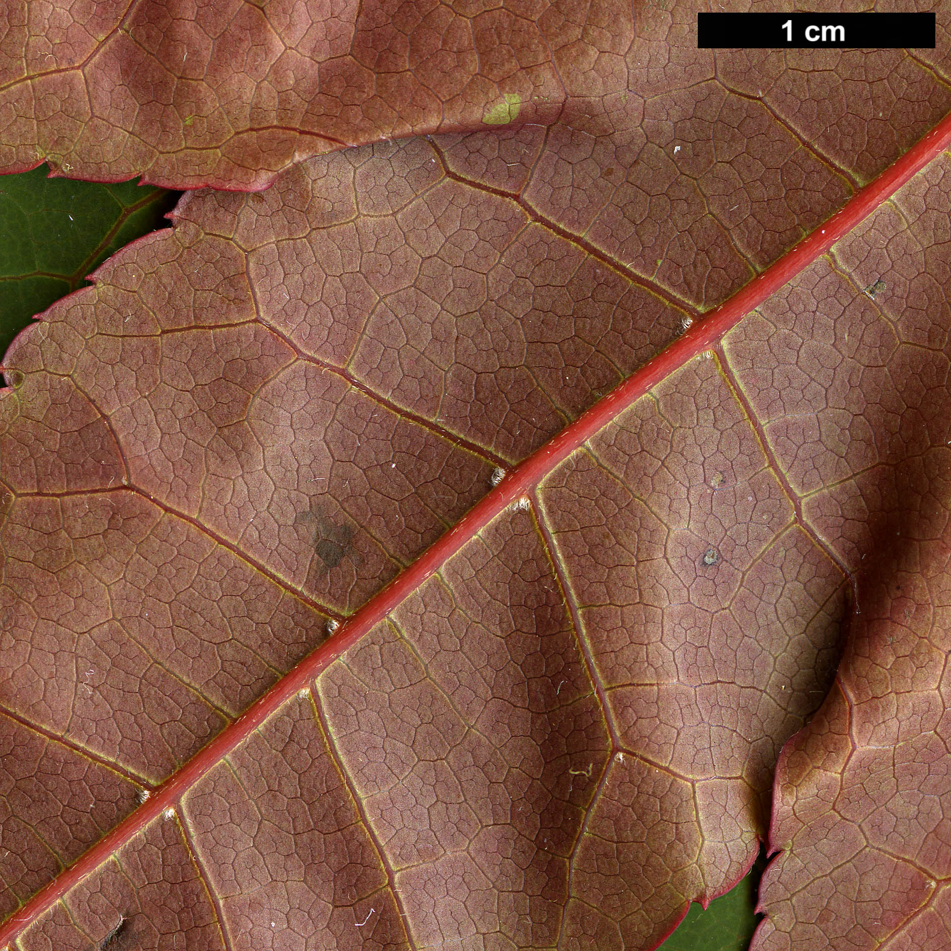 High resolution image: Family: Sapindaceae - Genus: Acer - Taxon: aff. campbellii